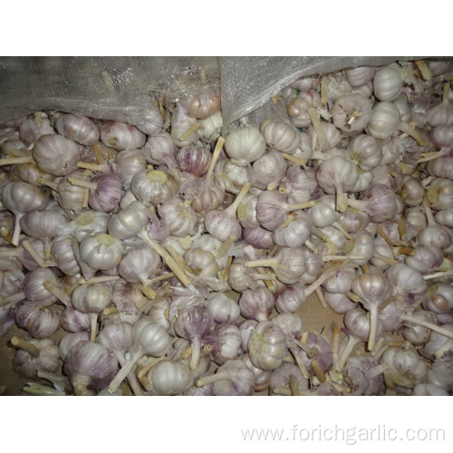 Fresh Normal White Garlic Size 5.0cm